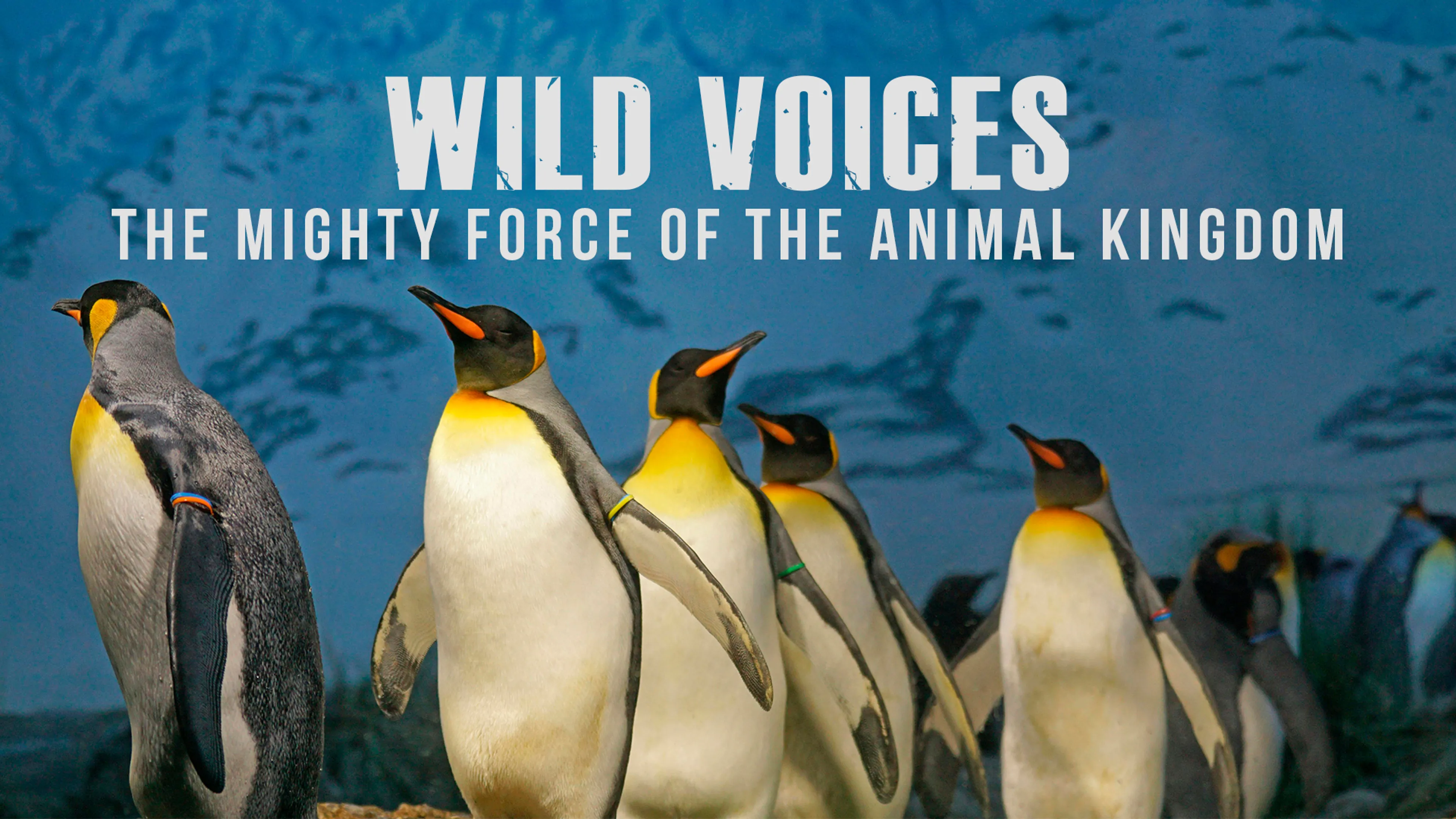 Wild Voices: The Mighty Force of the Animal Kingdom poster